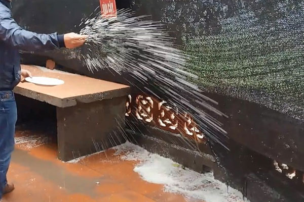 Rắc gạo muối quanh nhà hoặc ngoài cửa chính giúp xua đuổi tà khí, điều xui rủi