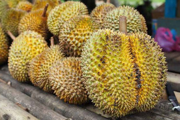 Sầu riêng với gai nhọn cùng mùi hương nồng có thể gây khó chịu cho không gian thờ Sầu riêng với gai nhọn cùng mùi hương nồng có thể gây khó chịu cho không gian thờ