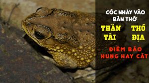Cóc vào bàn thờ Ông Địa là một điềm báo tốt lành, mang đến tài lộc cho gia đình